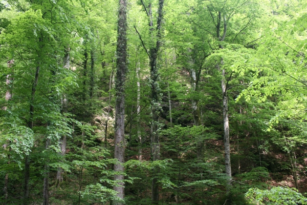 Două păduri românești, în patrimoniul UNESCO