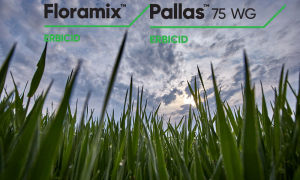 PALLAS™ și FLORAMIX ™ - cele mai performante și utilizate erbicide pentru controlul buruienilor graminee și cu frunză lată din cultura de grâu