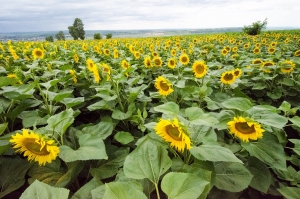 Trei companii reunite pentru fermierii din Moldova