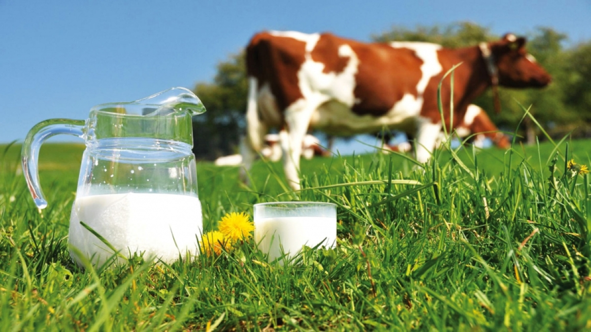 Proiect OUG pentru modificarea art. 7 din Legea laptelui și a produselor lactate nr. 307/2022