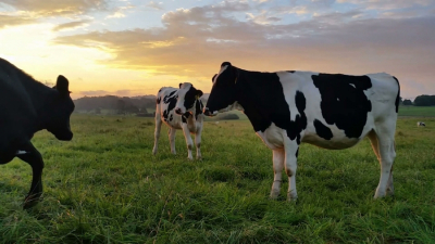 Efectul sinergic al selecției genomice, reproducției asistate și editării genetice asupra ameliorării bovinelor