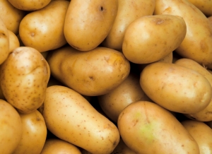 Viitoarea recoltă de cartofi este sub semnul incertitudinii