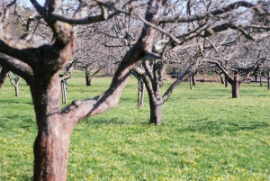Tăierea pomilor fructiferi în repaus vegetativ