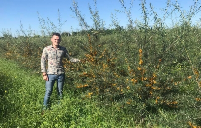 La 27 de ani, un tânăr din Târgu Neamţ este un mare producător de cătină biologică şi certificate