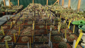 4.000 de plante din 1.800 de specii. Invitație la cea mai mare plantație de cactuși din țară