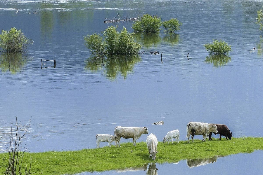 Măsuri pentru protejarea animalelor și a păsărilor în caz de inundații
