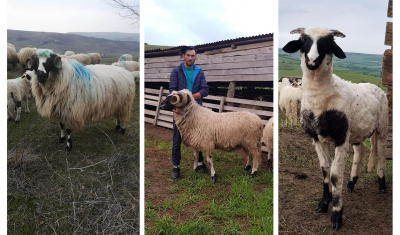 Județul Suceava: Ferma de oi Breze de la poalele Pădurii Prodana