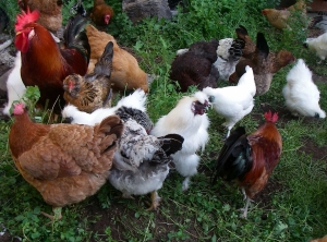 După apariția gripei aviare în Maramureș și Suceava interzice comercializarea păsărilor în târgurile de animale