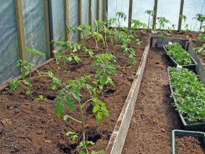 Actualizarea numărului de cereri depuse pentru obținerea sprijinului financiar pentru tomate cultivate în spaţii protejate
