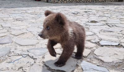 Crescătorii de animale din județul Suceava, speriați de atacul urşilor