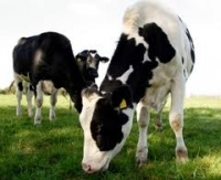 O văcuţă din rasa Holstein a primit titlul de &quot;Miss Văcuţa 2012&quot;; exemplarul valoarează 20.000 de euro