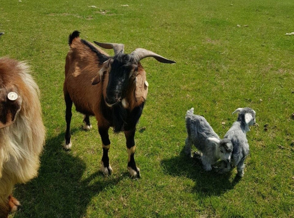 Ferma de capre românești şi anglo-nubiene a familiei Negoiţă