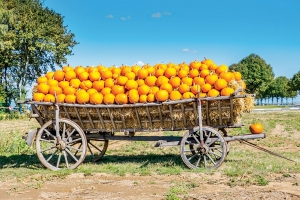 Popas în ferma portocalie