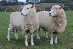 APIA: Sprijinul cuplat în sectorul zootehnic, speciile ovine și caprine, se prelungeşte până la 3 septembrie