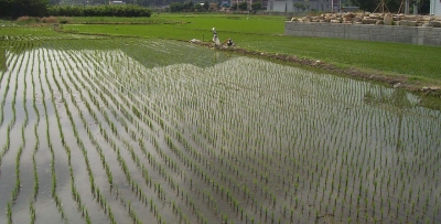 13 linii de soiuri de orez coreean vor fi testate la Brăila