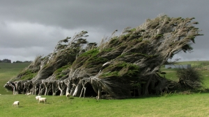 Copacii misterioși de pe tărâmul vânturilor