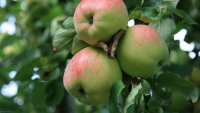 Seceta a înjumătățit producția de mere