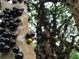 Jabuticaba, copacul ale cărui fructe cresc pe trunchi