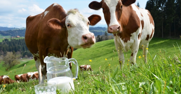 Bani pentru fermierii care reduc producția de lapte
