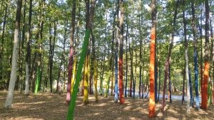La pas prin pădurea colorată