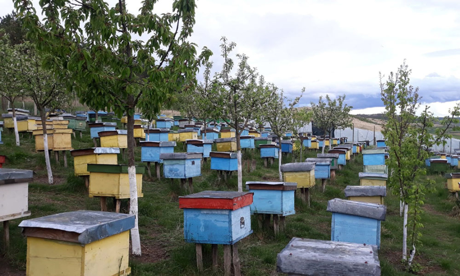 Un apicultor din Bogdănița a rămas cu 3 tone de miere pe stoc anul trecut