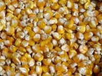 Cum limităm răspândirea aflatoxinei din porumb?