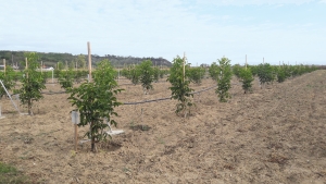 Până în anul 2020 România ar putea avea 10.000 ha cu plantații nou înființate