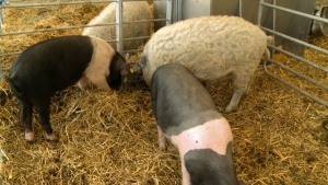 MADR va elabora un program pentru dezvoltarea raselor de porci Bazna şi Mangaliţa