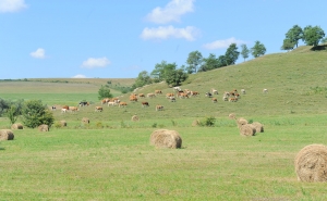 Vești bune pentru fermierii români! Decizie importantă pentru România privind viitorul Politicii Agricole Comune