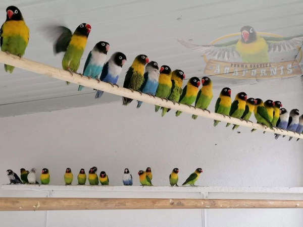 Papagalul amorez, vedeta unei ferme de păsări exotice de lângă Bucureşti