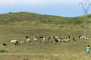 La capătul răbdării, un fermier din Ciumbrud vrea să renunțe la zootehnie