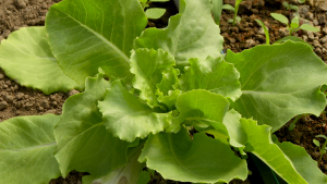 De ce este rentabilă cultivarea salatei