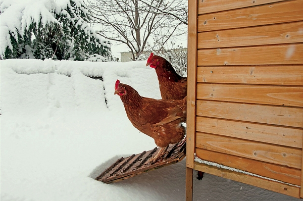 Hrănirea găinilor ouătoare din sistemul free-range în sezonul rece