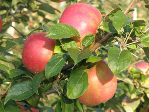 Prevenirea si combaterea organismelor daunatoare la pomi fructiferi