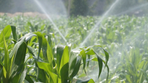 Agricultura României are nevoie de apă. Semnați petiția online privind includerea finanțărilor pentru sistemele de irigații și desecare-drenaj în PNRR.