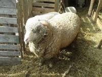 Două noi rase de ovine româneşti ar „sătura“ piaţa europeană