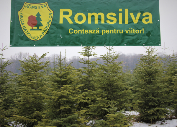 Romsilva oferă la vânzare peste 40 de mii de Pomi de Crăciun în perioada sărbătorilor de iarnă