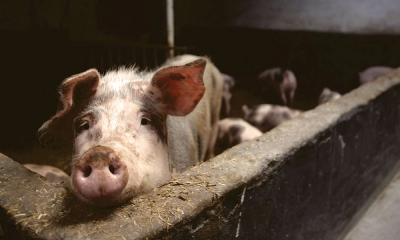 Adrian Balaban: „Costurile de producție în fermele de porci au crescut cu 80% anul acesta“