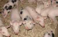Fermele mici de porci, ameninţate de faliment