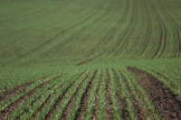 Stare generală bună a culturilor agricole; grâul a fost însămânţat pe 1,9 milioane hectare