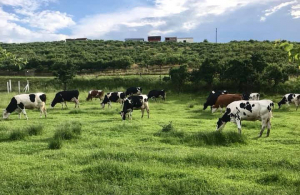 Mica fermă de vaci de lapte din comuna Dumitra