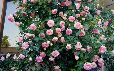 Pierre de Ronsard, trandafirul favorit al lumii
