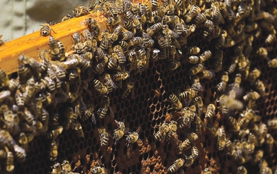 Albina românească, lipsită de protecție