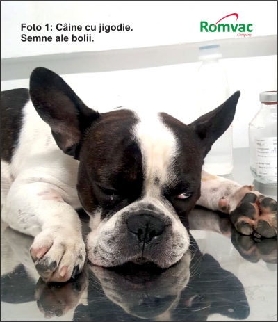 Jigodia la câine, metode de prevenție și tratament