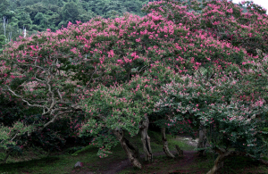 Liliacul indian, un arbust perfect pentru o grădină de vis