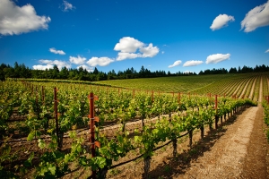 Recomandări pentru viticultori