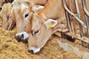 Boli produse de furajarea necorespunzătoare la bovine