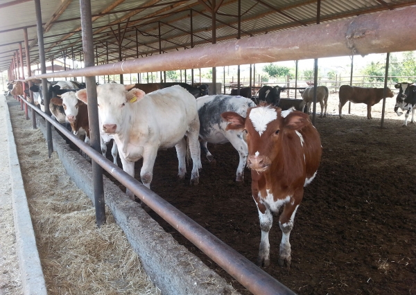 Au fost validate primele unităţi de abatorizare pentru bovine din România ce pot exporta carne de vită în Turcia