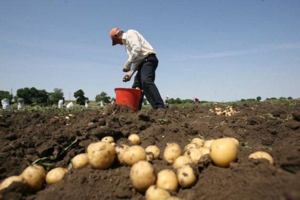 În Suceava suprafețele cultivate cu cartofi scad de la an la an
