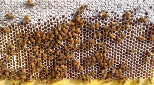 Un nou acarian atacă albina românească (I)